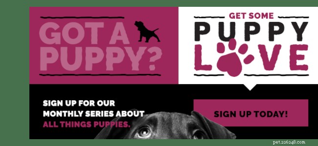 Effective Puppy Leash Training: Enjoy Stress‑Free Walks