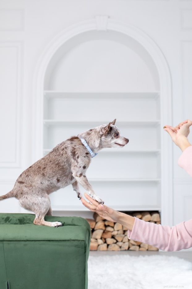 Essential Guide: Foods Dogs Should Never Eat