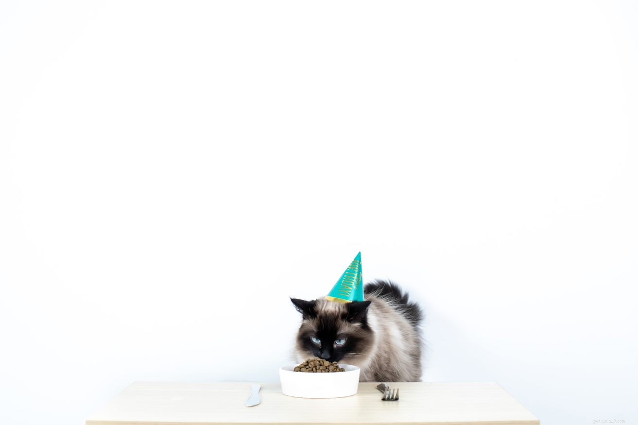 Kittens vs Adult Cat Food: What New Parents Need to Know