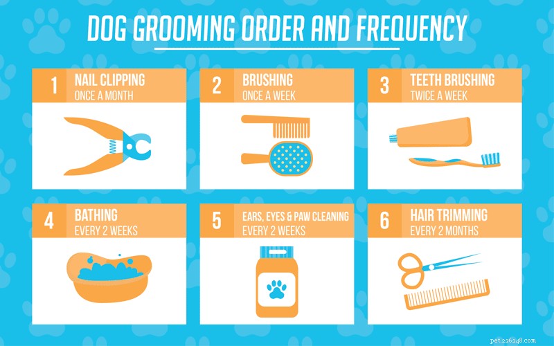 Home Dog Grooming Made Easy: Expert Tips for a Healthy, Happy Pet