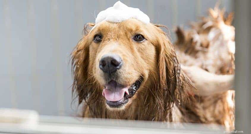 Home Dog Grooming Made Easy: Expert Tips for a Healthy, Happy Pet