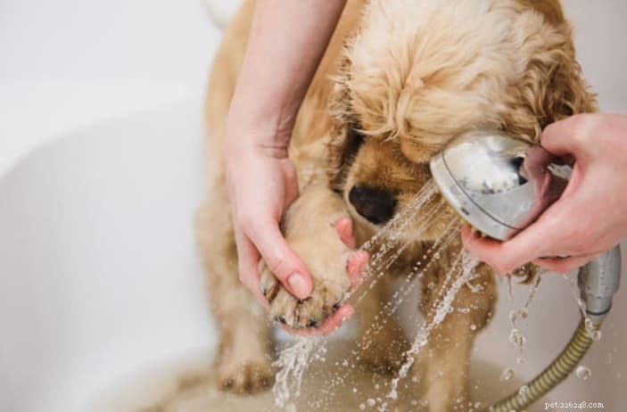 Home Dog Grooming Made Easy: Expert Tips for a Healthy, Happy Pet