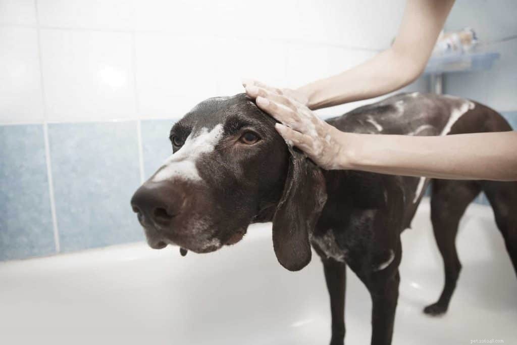 Home Dog Grooming Made Easy: Expert Tips for a Healthy, Happy Pet