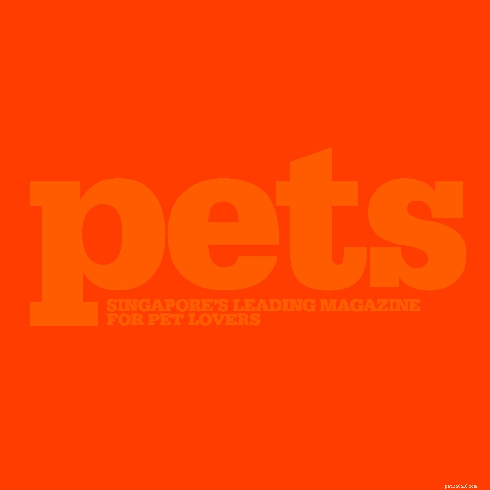 Home Dog Grooming Made Easy: Expert Tips for a Healthy, Happy Pet