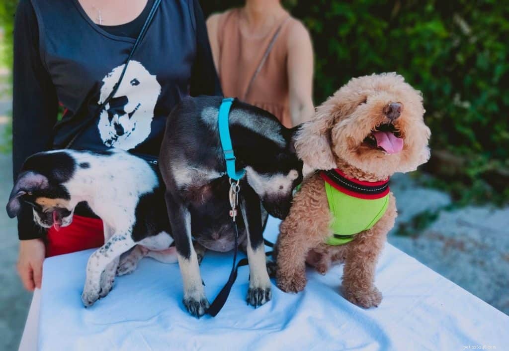 Top Pet Adoption Centres in Singapore: Find Your Forever Companion – Dogs, Cats & Rabbits