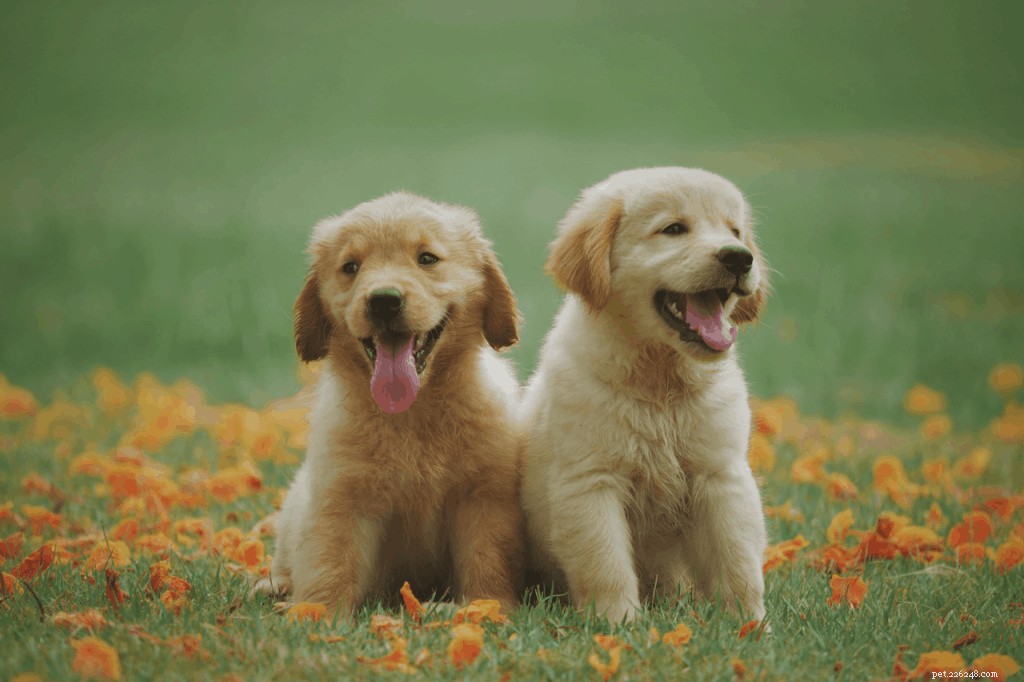 Essential Guide for First-Time Dog Owners: Health, Nutrition, and Care Tips