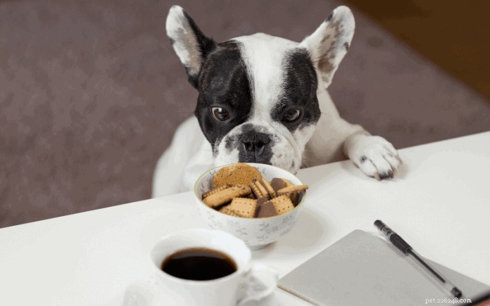 Explore Singapore s Top 11 Dog Cafés – Ratings & Reviews Included