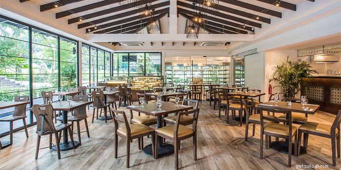 Explore Singapore s Top 11 Dog Cafés – Ratings & Reviews Included