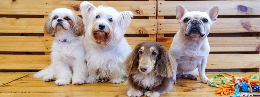 Explore Singapore s Top 11 Dog Cafés – Ratings & Reviews Included