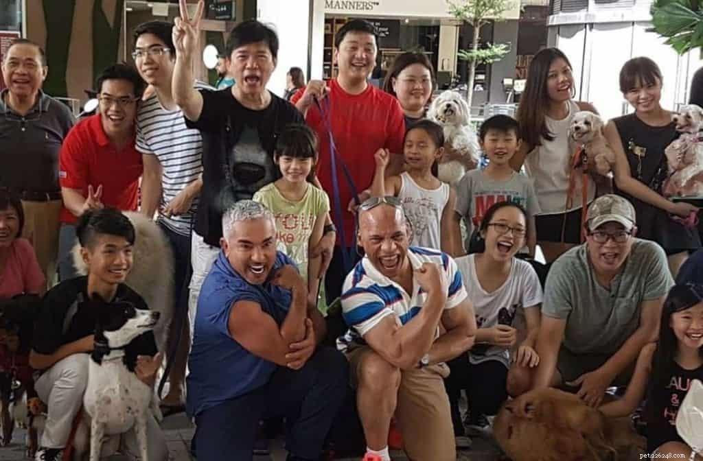 Top 4 Dog Training Schools in Singapore for Calm, Well-Behaved Pets