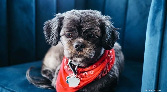 Top 5 Pet Sitting & Matching Platforms in Singapore for Your Next Vacation