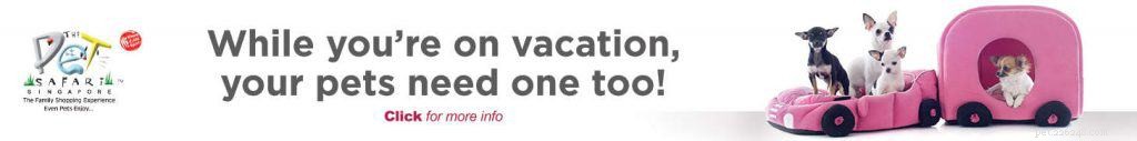 Top 5 Pet Sitting & Matching Platforms in Singapore for Your Next Vacation