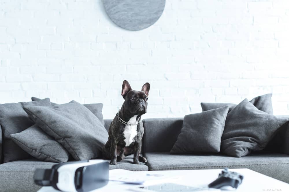 Top 5 Pet Sitting & Matching Platforms in Singapore for Your Next Vacation