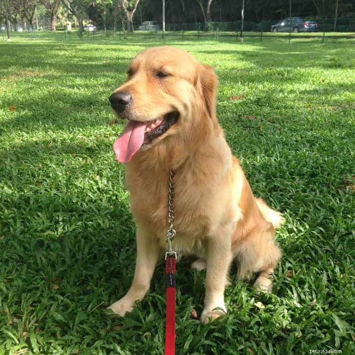 Top 5 Pet Sitting & Matching Platforms in Singapore for Your Next Vacation