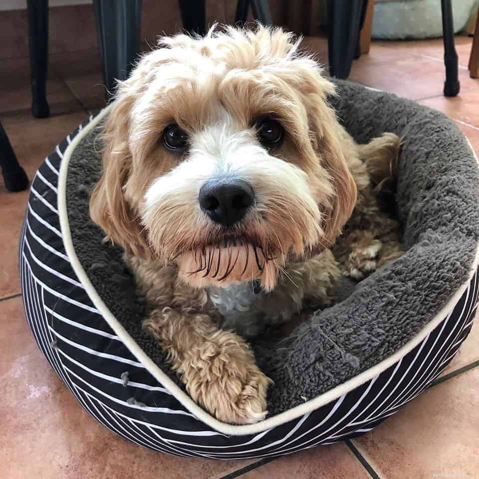 Top 5 Pet Sitting & Matching Platforms in Singapore for Your Next Vacation