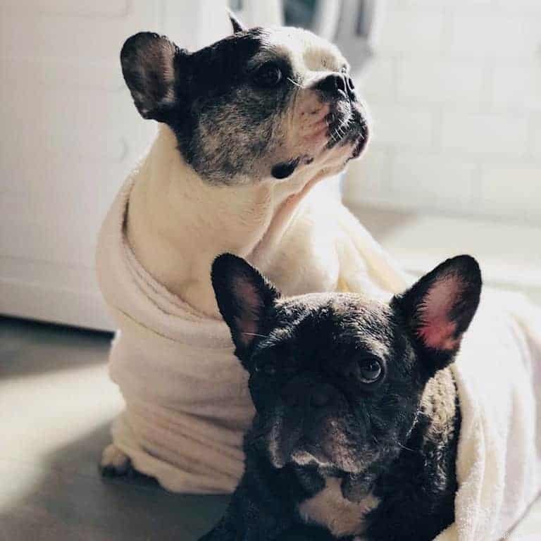 Top 5 Pet Sitting & Matching Platforms in Singapore for Your Next Vacation