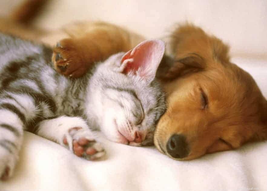 Top 5 Pet Sitting & Matching Platforms in Singapore for Your Next Vacation