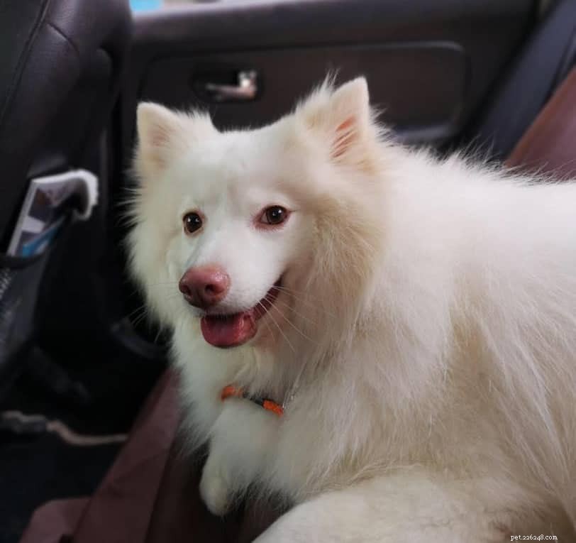 Top 8 Pet Taxi Services for Stress‑Free Travel
