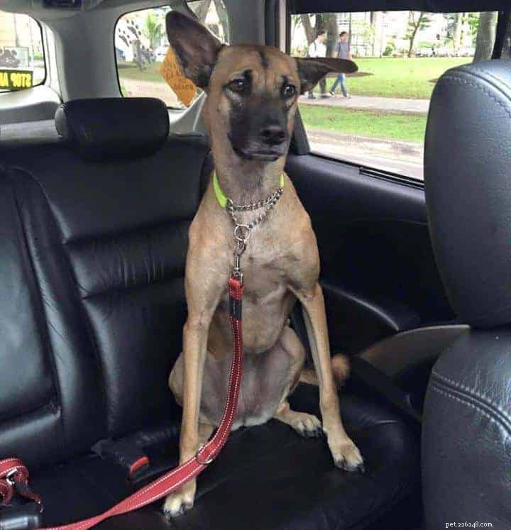 Top 8 Pet Taxi Services for Stress‑Free Travel