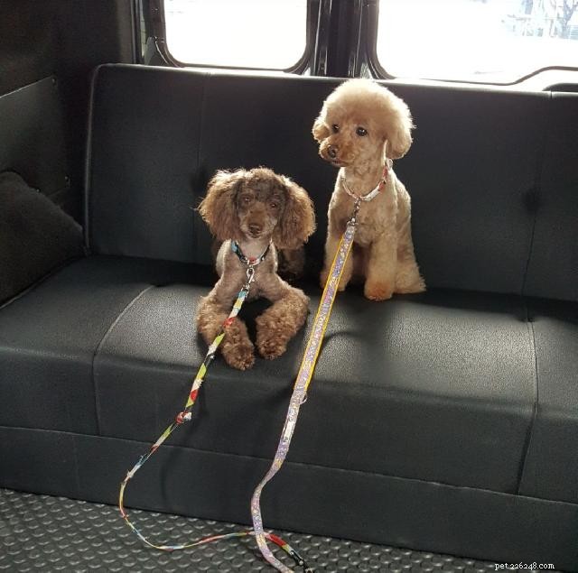 Top 8 Pet Taxi Services for Stress‑Free Travel