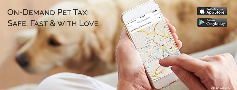 Top 8 Pet Taxi Services for Stress‑Free Travel