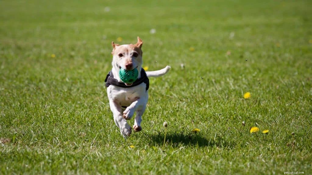 Top 8 Pet Taxi Services for Stress‑Free Travel