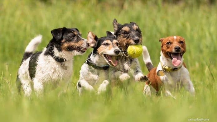 Top 7 Must‑Visit Dog Parks in Singapore + Etiquette Tips