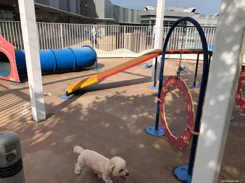 Top 7 Must‑Visit Dog Parks in Singapore + Etiquette Tips