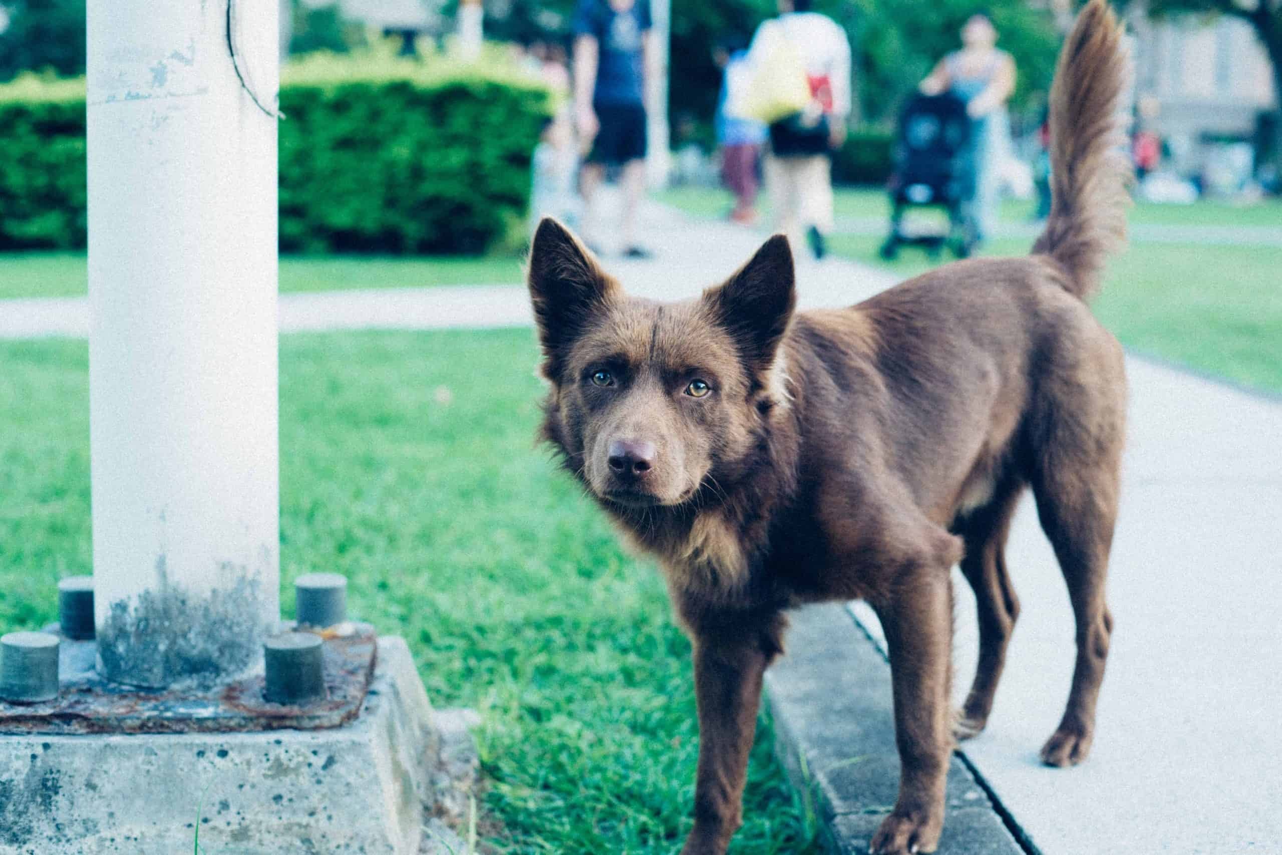Top 7 Must‑Visit Dog Parks in Singapore + Etiquette Tips
