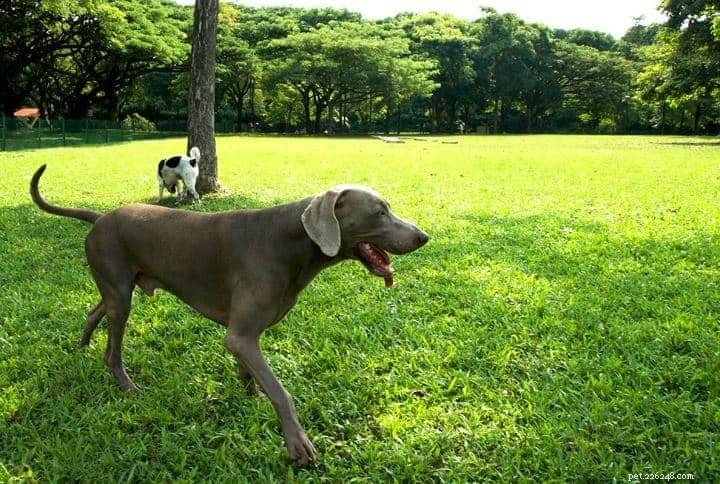 Top 7 Must‑Visit Dog Parks in Singapore + Etiquette Tips