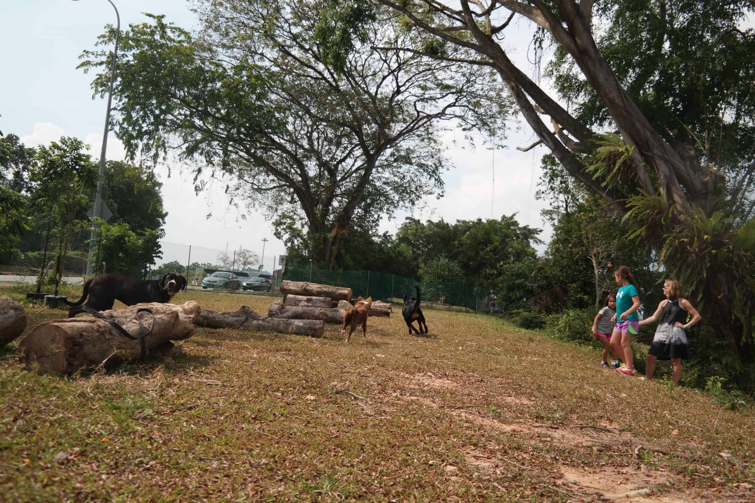 Top 7 Must‑Visit Dog Parks in Singapore + Etiquette Tips