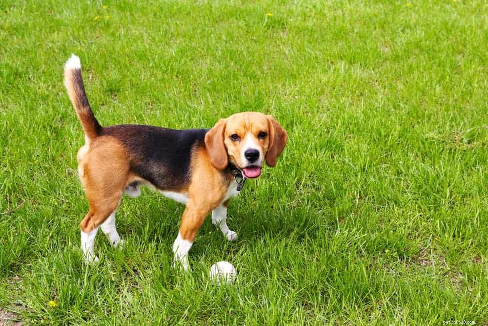 Top 7 Must‑Visit Dog Parks in Singapore + Etiquette Tips