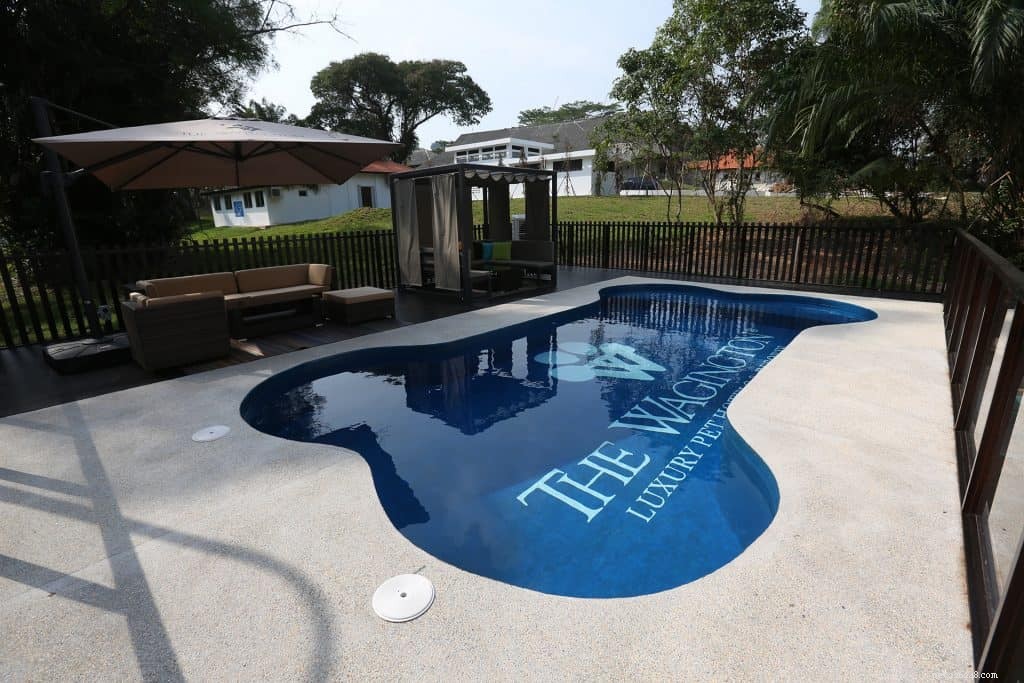 Top 8 Dog-Friendly Pools in Singapore to Keep Your Pet Cool