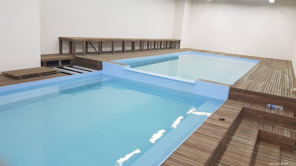 Top 8 Dog-Friendly Pools in Singapore to Keep Your Pet Cool