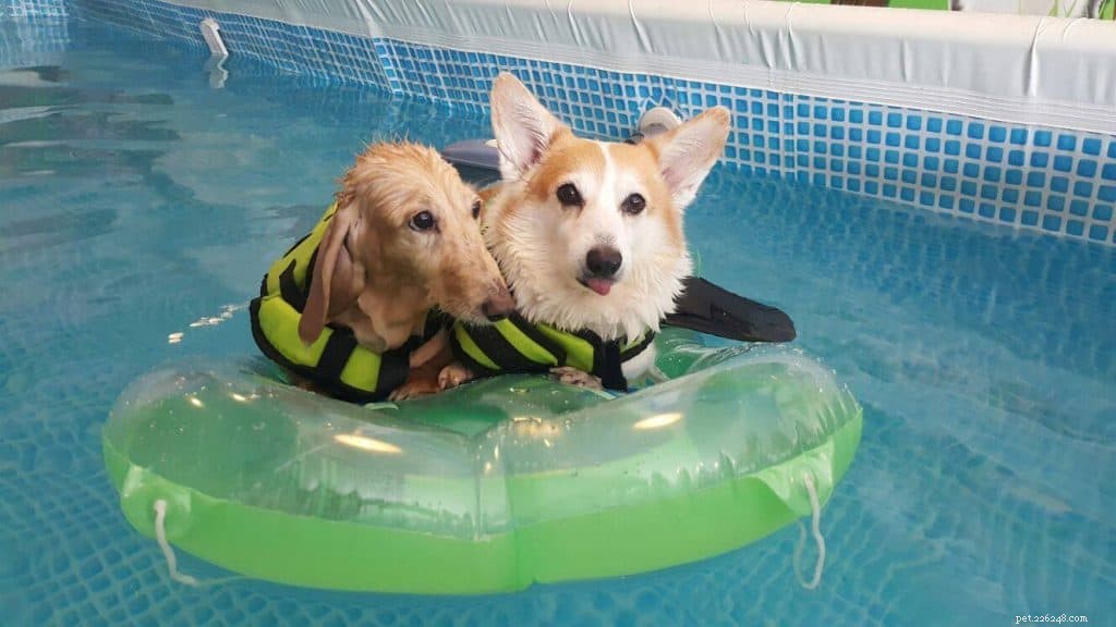 Top 8 Dog-Friendly Pools in Singapore to Keep Your Pet Cool