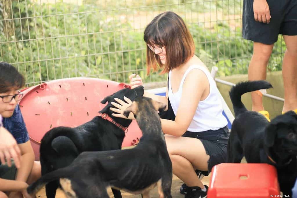 Top 9 Dog Adoption Centres in Singapore (2021) – Fees, Locations & How to Adopt