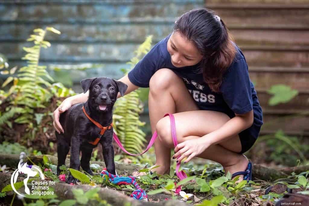 Top 9 Dog Adoption Centres in Singapore (2021) – Fees, Locations & How to Adopt