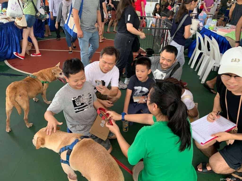 Top 9 Dog Adoption Centres in Singapore (2021) – Fees, Locations & How to Adopt