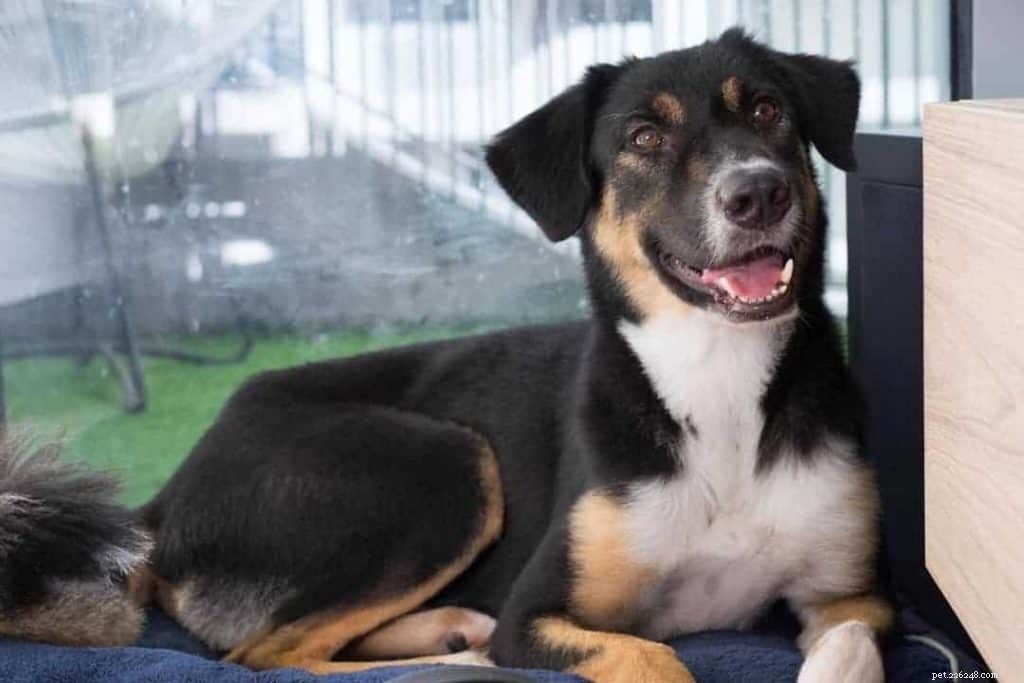 Top 9 Dog Adoption Centres in Singapore (2021) – Fees, Locations & How to Adopt