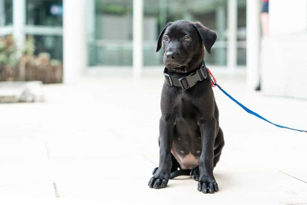 Top 9 Dog Adoption Centres in Singapore (2021) – Fees, Locations & How to Adopt