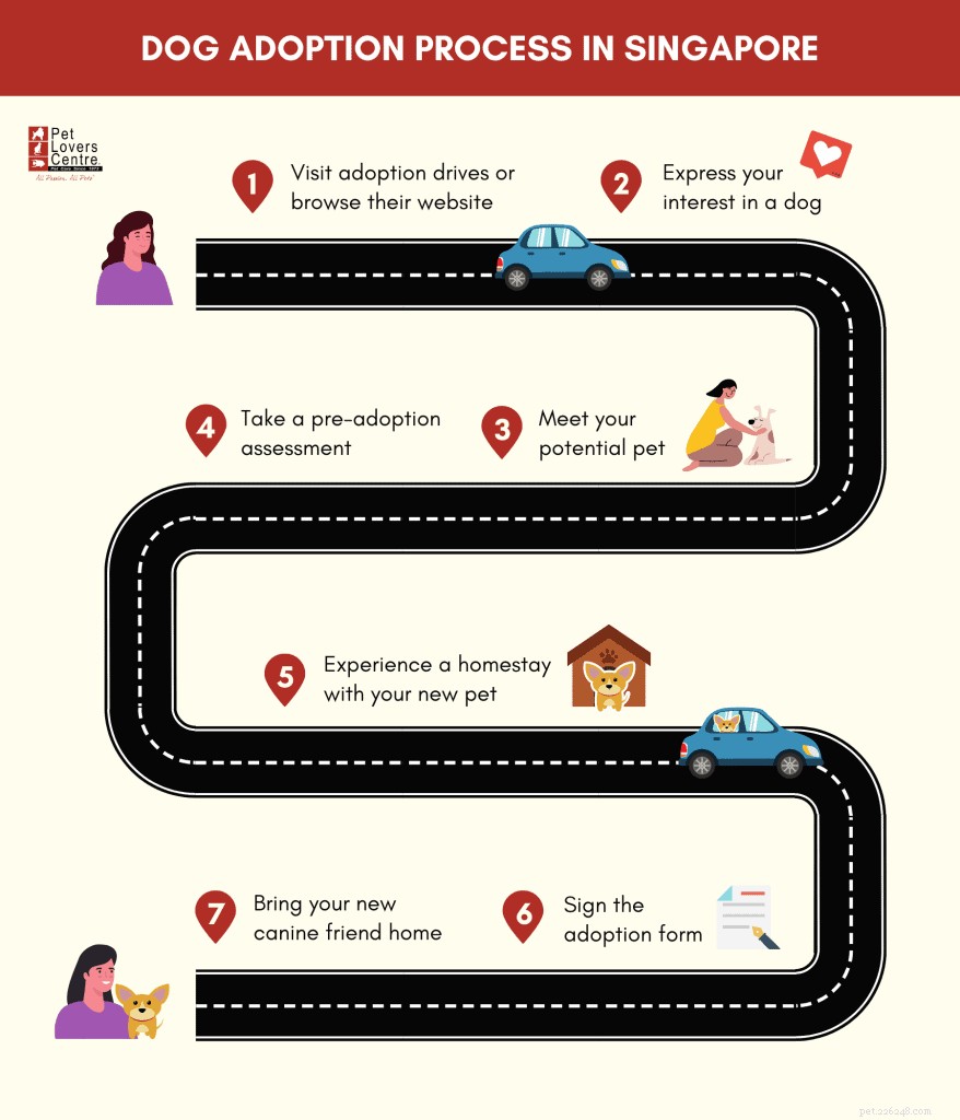 Top 9 Dog Adoption Centres in Singapore (2021) – Fees, Locations & How to Adopt