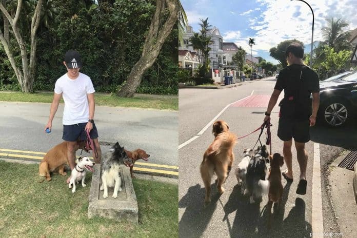 Master Dog Walking: 7 Proven Tips from Singapore’s Expert Walker
