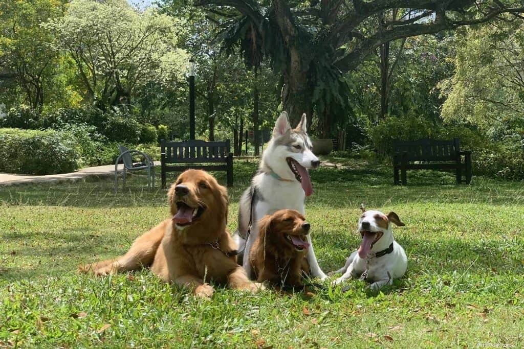 Master Dog Walking: 7 Proven Tips from Singapore’s Expert Walker