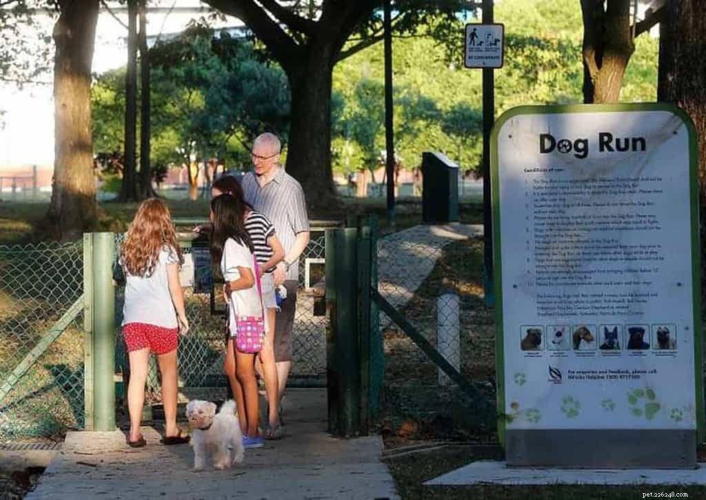 Master Dog Walking: 7 Proven Tips from Singapore’s Expert Walker