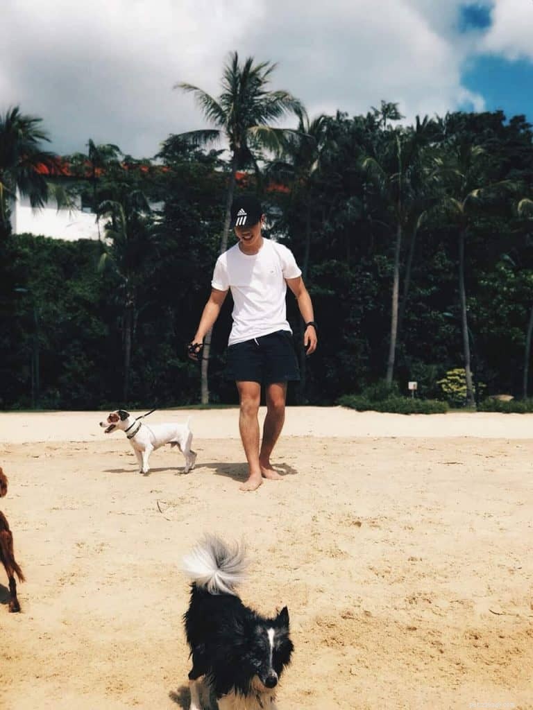 Master Dog Walking: 7 Proven Tips from Singapore’s Expert Walker