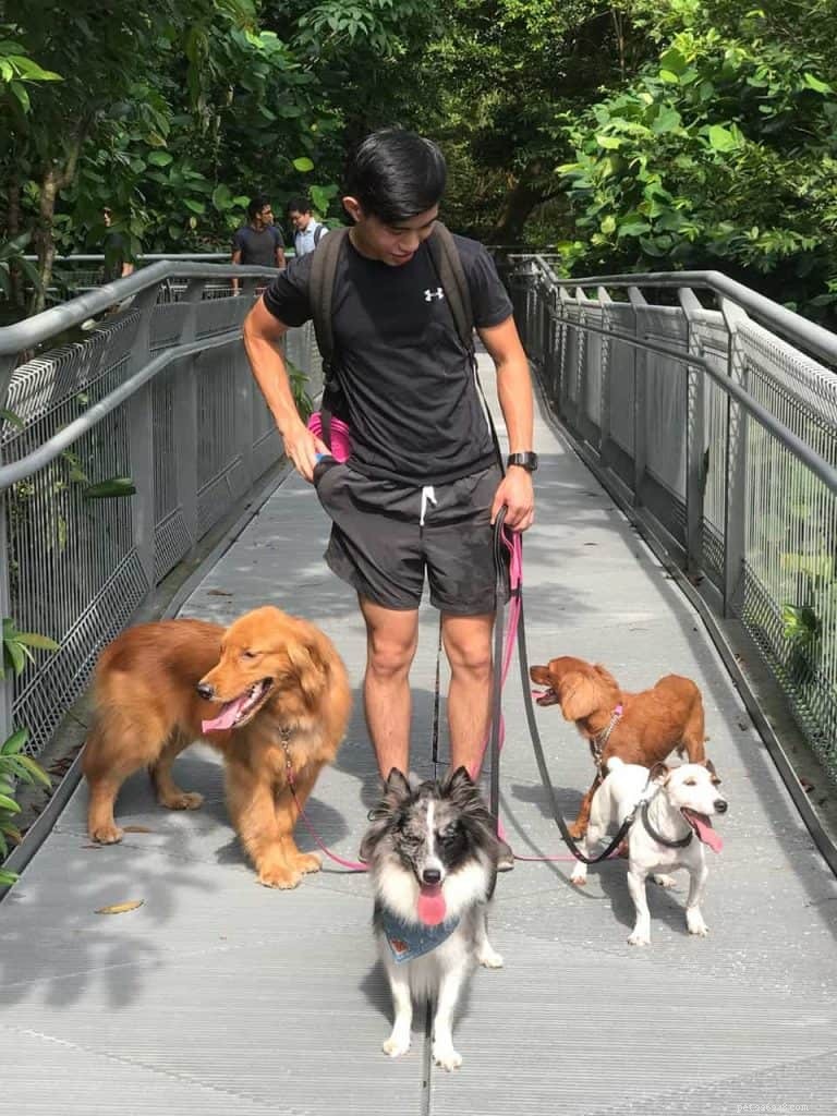 Master Dog Walking: 7 Proven Tips from Singapore’s Expert Walker