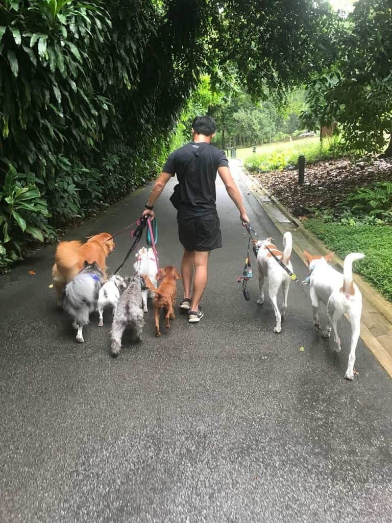 Master Dog Walking: 7 Proven Tips from Singapore’s Expert Walker