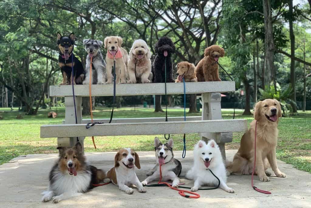 Master Dog Walking: 7 Proven Tips from Singapore’s Expert Walker