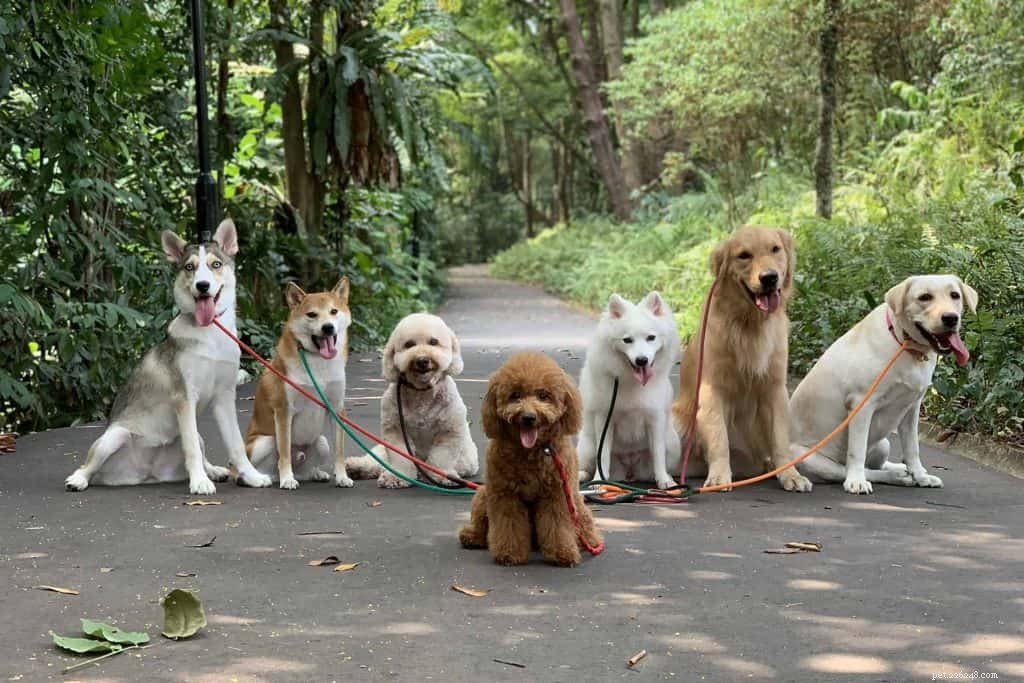 Master Dog Walking: 7 Proven Tips from Singapore’s Expert Walker