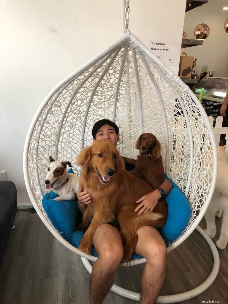 Master Dog Walking: 7 Proven Tips from Singapore’s Expert Walker